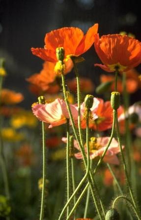 Poppy, Corn (Shirley), Mixed Papaver rhoeas